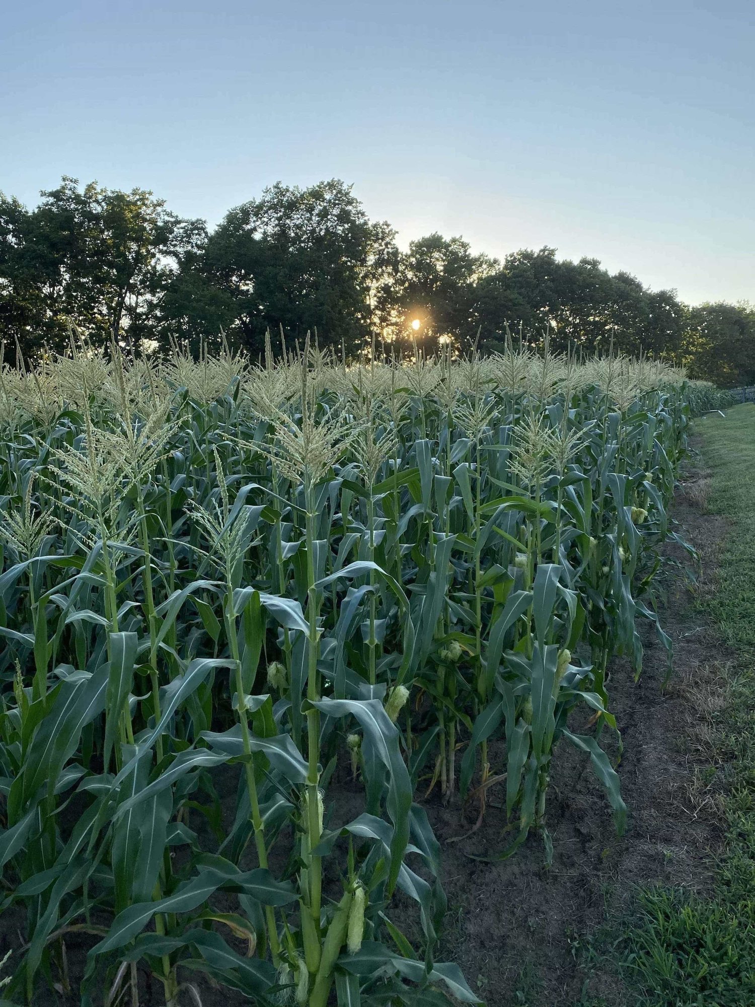 Rows of sweet corn at D&R Farm