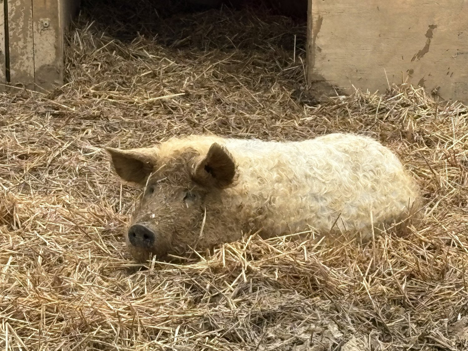 A Meishan pig resting in the straw at D&R Farm