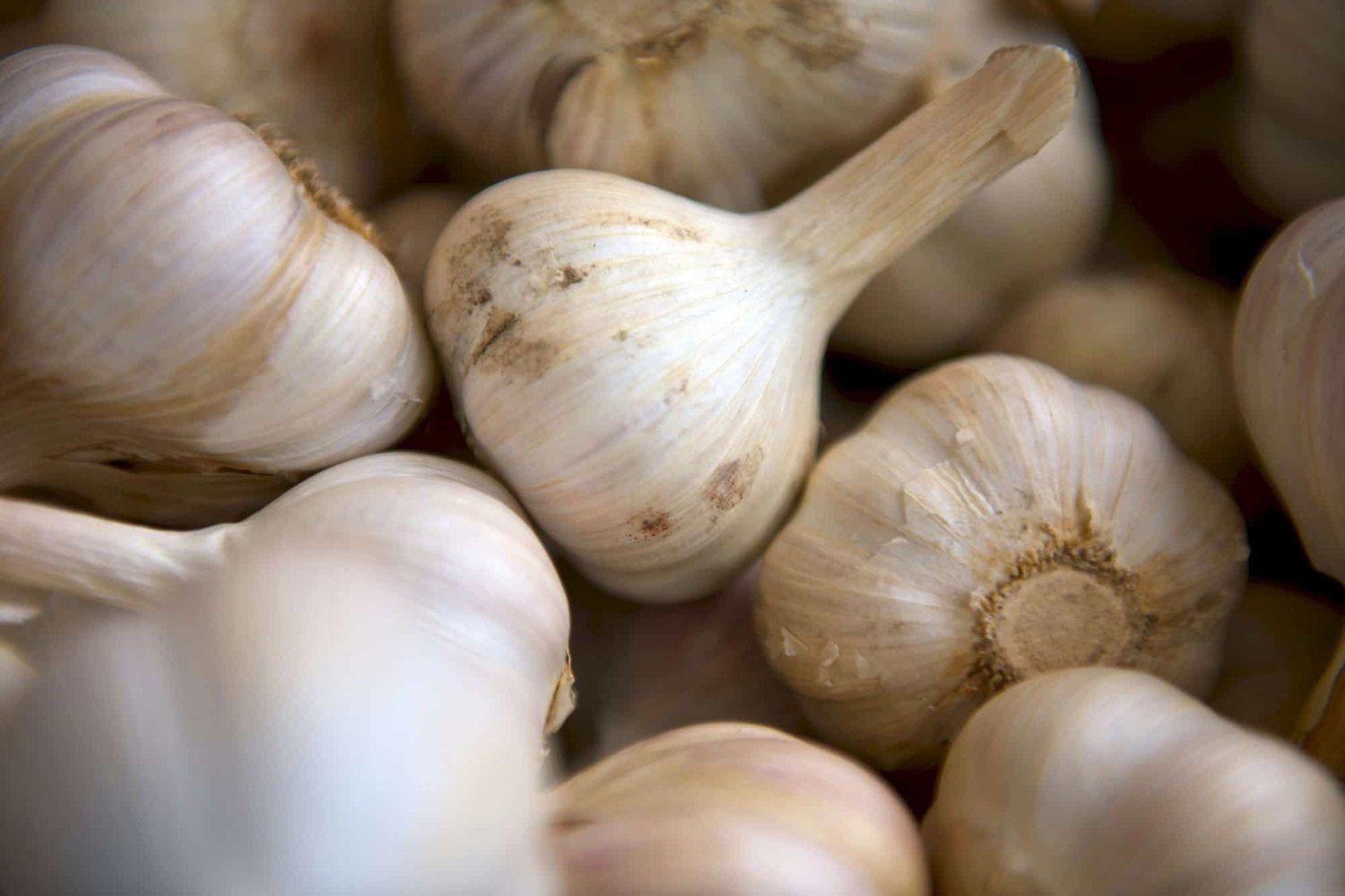 Heads of garlic